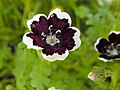 Nemophila menziesii 'Penny Black'