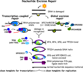 <span class="mw-page-title-main">Nucleotide excision repair</span> DNA repair mechanism