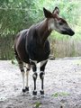 Okapi (Okapia johnstoni)