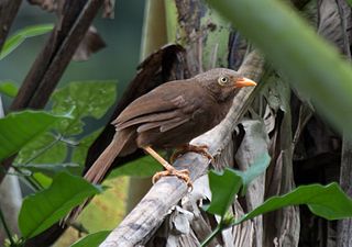 <span class="mw-page-title-main">Orange-billed babbler</span> Species of bird