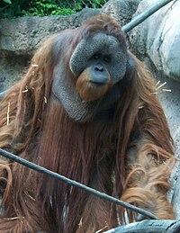 Orangutanas