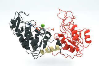 <span class="mw-page-title-main">Phosphoglycerate kinase</span> Enzyme