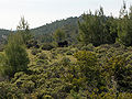 Young trees, Rhodes, Greece