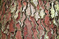 Bark