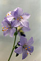 Polemonium pulcherimum