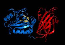 PTEN, a phosphatase.