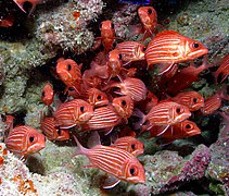 Red Fish at Papahānaumokuākea (cropped)