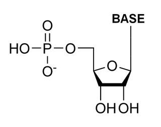 <span class="mw-page-title-main">Ribonucleotide</span> Nucleotide containing ribose as its pentose component