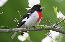 Rose-breasted grosbeak RosebreastedGrosbeak08.jpg