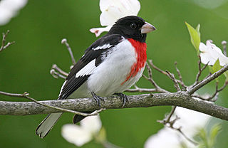 <span class="mw-page-title-main">Rose-breasted grosbeak</span> Species of bird