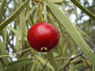 <i>Santalum acuminatum</i> Species of plant