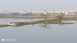 Bird Sanctuary Sarsai Nawar(1).jpg