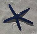 A starfish has radial symmetry, sometimes known as "rotational symmetry"