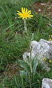 Senecio tenorei