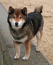 Sesam-Shiba-Inu