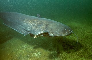 <span class="mw-page-title-main">Wels catfish</span> Species of fish