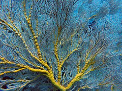 Soft coral (Bali) 1.jpg