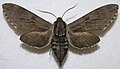 Hyloicus pinastri (Linnaeus, 1758)