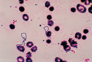 <span class="mw-page-title-main">Viridans streptococci</span> Species of bacterium