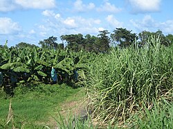 Tall grassy plants on the right side of the image and shorter leafy plants on the left.