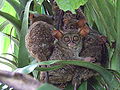 Tarsius (cat.)