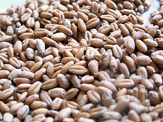 <span class="mw-page-title-main">Wheat berry</span> Whole wheat kernel without the husk