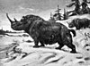 Woolly Rhinoceros