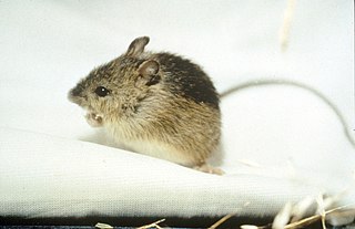 <span class="mw-page-title-main">Zapodidae</span> Family of rodents