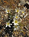 Zephyranthes sp.