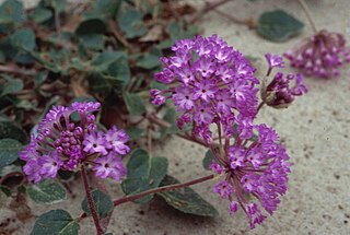 <i>Abronia macrocarpa</i> Species of flowering plant