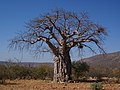 Tikrasis baobabas š.r.Namibijoje, netoli Omurambos