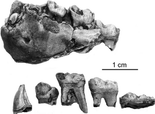 <i>Anapithecus</i> Extinct genus of primates