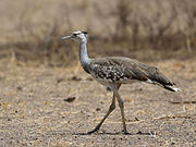 Arabian Bustard.jpg