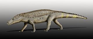 <i>Armadillosuchus</i> Extinct genus of reptiles