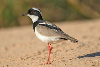 <span class="mw-page-title-main">Pied plover</span> Species of bird