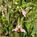 Bienen-Ragwurz (Ophrys apifera)