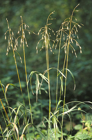 <i>Bromus</i> Genus of grasses