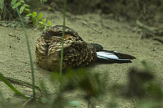 <span class="mw-page-title-main">Buff-collared nightjar</span> Species of bird