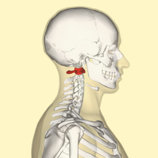 <span class="mw-page-title-main">Atlas (anatomy)</span> First cervical vertebra of the spine which supports the skull