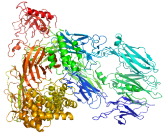 <span class="mw-page-title-main">Complement component 5</span> Mammalian protein found in Homo sapiens