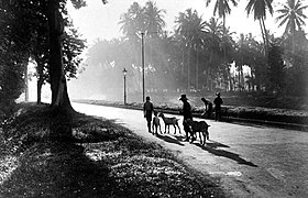 La Jacatraweg (aujourd'hui Jalan Pangeran Jayakarta) au début de XXe siècle.