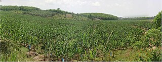 <span class="mw-page-title-main">Agriculture in Ivory Coast</span> Economic sector in Ivory Coast