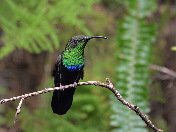 Colibri falle-vert