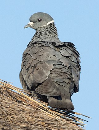 <span class="mw-page-title-main">White-collared pigeon</span> Species of bird