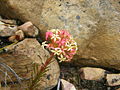 Crassula fascicularis