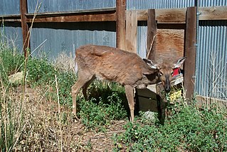 <span class="mw-page-title-main">Chronic wasting disease</span> Prion disease affecting the deer family