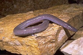 Dermophis mexicanus (Dermophiidae)