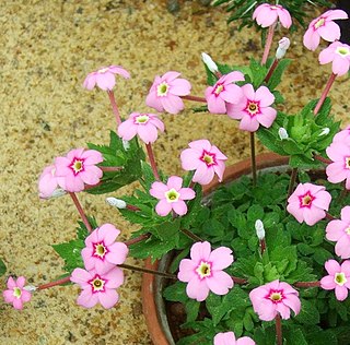 <i>Dionysia</i> (plant) Genus of flowering plants