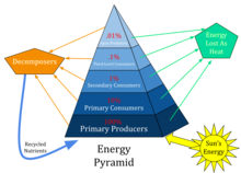 Una piramide energetica illustra quanta energia è necessaria mentre fluisce verso l'alto per supportare il successivo livello trofico. Solo circa il 10% dell'energia trasferita tra ogni livello trofico viene convertito in biomassa.