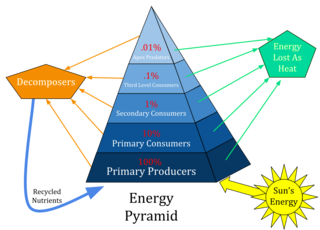 <span class="mw-page-title-main">Ecological pyramid</span> Graphical representation of biomass or biomass productivity